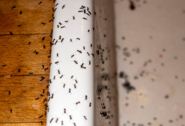 Best Affordable Pest Control Services  in Enid, OK